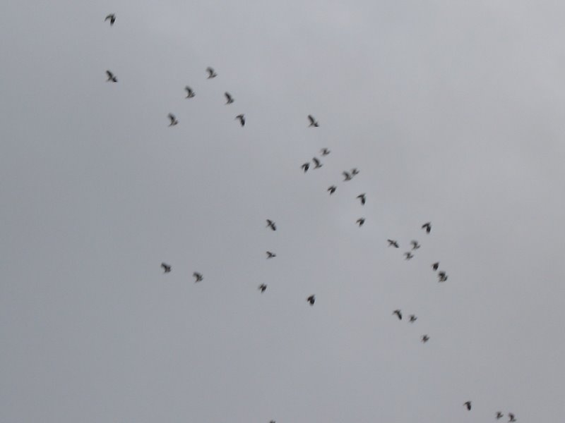 2006 12 Ornitho St Hubert 05